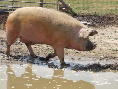 site-pig