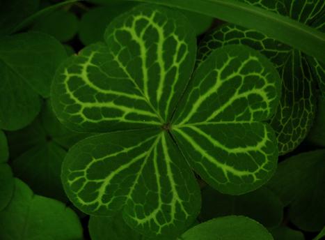 Măcrişul iepurelui (Oxalis Acetosella)