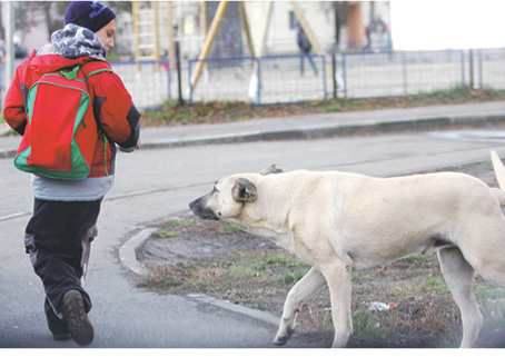 Sute de sibieni în colţii maidanezilor
