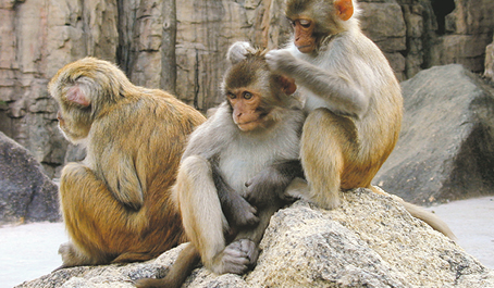 Maimuţele de la ZOO Sibiu vor avea spaţii mai mari
