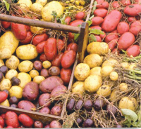 INS: Cartofii, fasolea boabe şi alte legume s-au scumpit cel mai mult în februarie