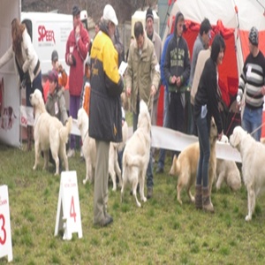 Ediţia a XIII-a “Expo Canis Mediensis” la Mediaş