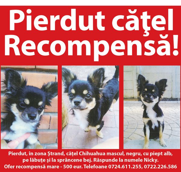 Cațel pierdut, se oferă recompensă