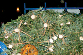 A venit iarna iar hoții au dat iama în păduri