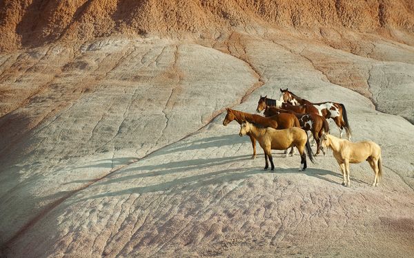 Abuzuri asupra animalelor în filme celebre. O anchetă a celor de la The Hollywood Reporter
