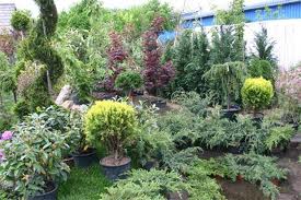 Noi arbori, gazon și flori plantate în oraș