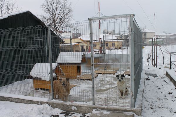 Marco și Betty, câinii Agenției pentru Protecția Mediului