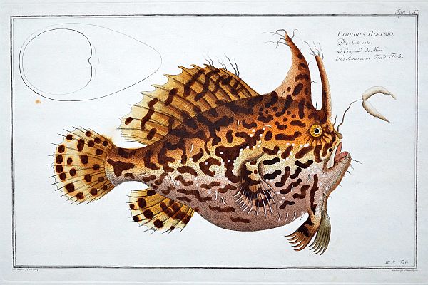 Universul animal, oglindit în ilustraţie de carte rară la Muzeul Brukenthal