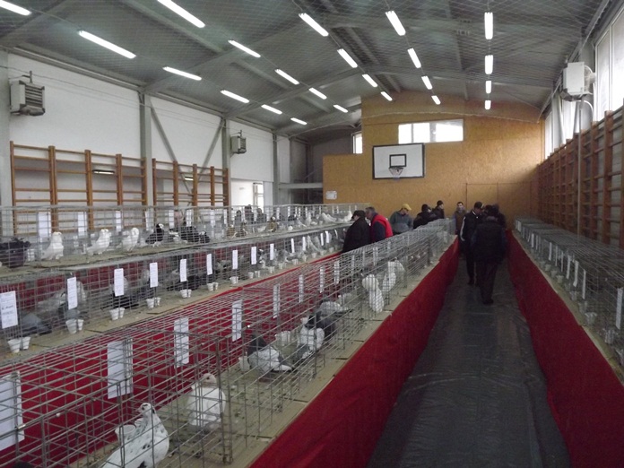 40 de rase de porumbei expuse în cadrul unei expoziții, la Târnava