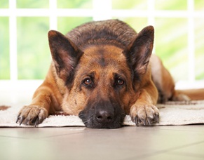 Toți proprietarii de câini sunt obligații să microcipeze animalele, de la 1 martie 2014