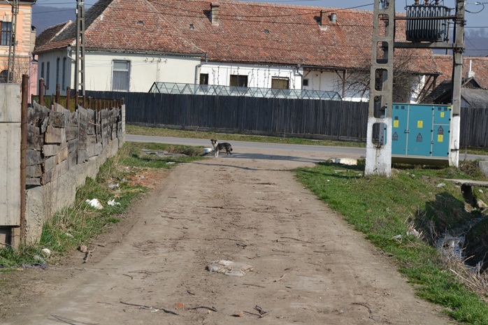 Hoghilag: Un sat al câinilor, al lipsei de speranţă şi al imaginilor dezolante