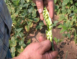 Danemarca şi Portugalia oferă 50 de locuri de muncă în sectorul agricol