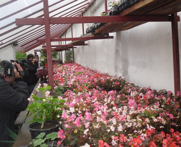 Zeci de mii de flori așteaptă să fie plantate în spațiile verzi din Mediaș