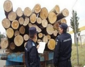 Prins de poliţişti în timp ce transporta ilegal material lemnos