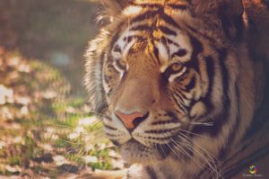 Grădina Zoologică și Centrul de informare turistică, deschise în 1 mai. Restul serviciilor subordate Primăriei vor fi închise