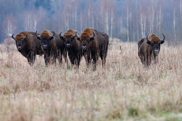 Campania de reintroducere a zimbrilor în Europa începe în Carpații Meridionali