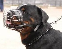 Regimul de deţinere al câinilor periculoşi şi agresivi, în atenţia poliţiştilor locali din Mediaş