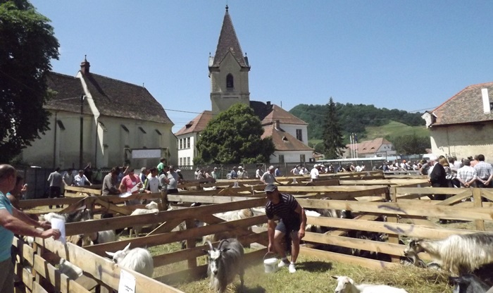 FOTO: Festivalul Caprei a strâns crescători de caprine din întreaga țară, la Târnava