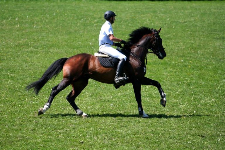 Cea mai cunoscută întrecere hipică internaţională din România a început în această dimineaţă. Transilvania Horse Show, o şansă pentru tinerii călăreţi de a arata lumii priceperea lor