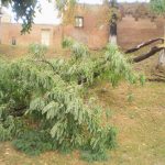 Copac distrus de furtuna la Medias 1