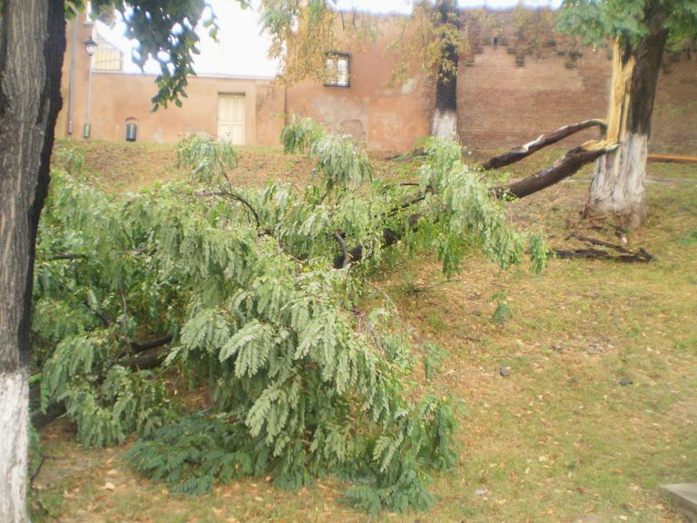 Doua masini, avariate de un copac cazut