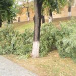 Copac distrus de furtuna la Medias