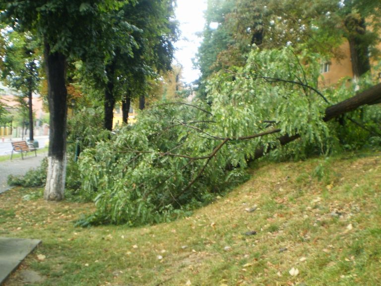Un bărbat a murit strivit de un copac, la Dârlos