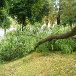 Copac distrus de furtuna la Medias 5