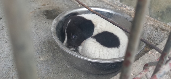 Doar 4 câini au fost adoptaţi în 2014, la Mediaş