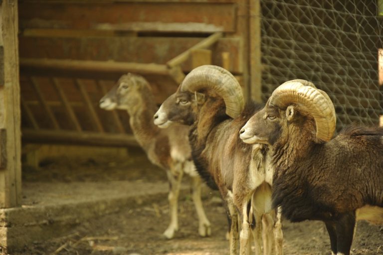 Adăpost nou pentru erbivorele de la ZOO