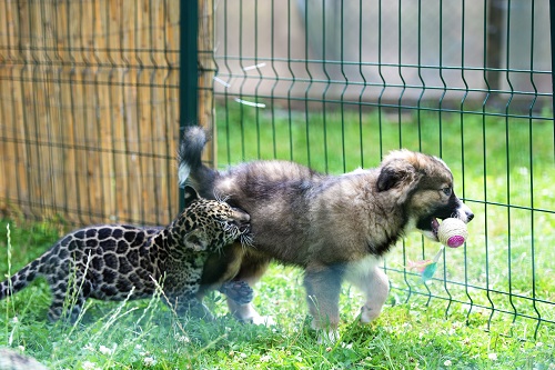 Grădina Zoologică are un nou locuitor: un pui de jaguar