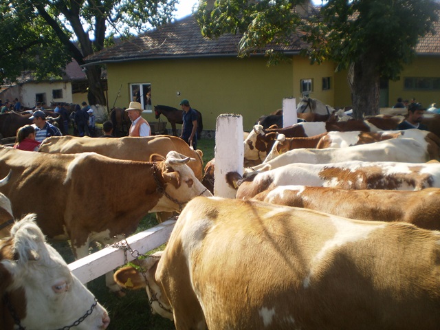 Alma Dumbrăveni a găzduit în weekend, tradiționala Expoziție Agro-Zootehnică