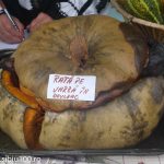 Ziua Recoltei Medias 2014 5 of 19