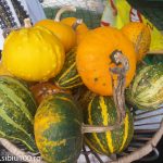 Ziua Recoltei Medias 2014 6 of 19