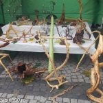 Ziua Recoltei Medias 2014 8 of 19