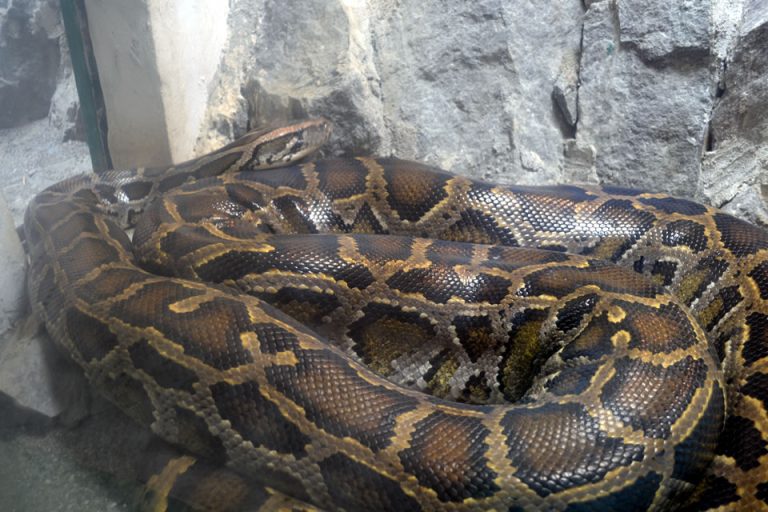 4 noi reptile la Grădina Zoologică din Sibiu