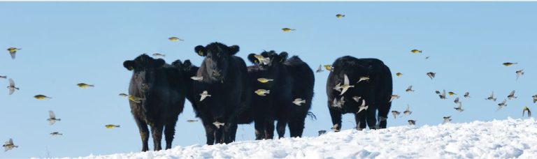 AFACEREA CU BOVINE DE CARNE ANGUS,  VIITORUL AGRICULTURII ROMÂNEȘTI. Produs în Sibiu