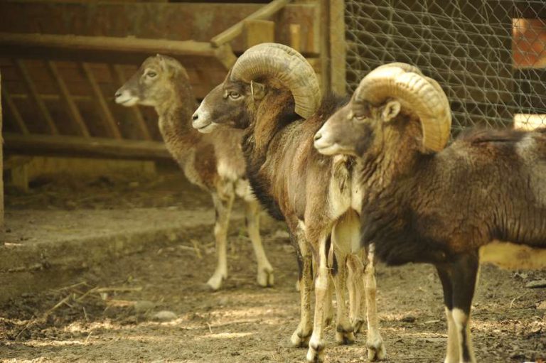 Lucrări de peste 2 milioane de lei, la ZOO Sibiu