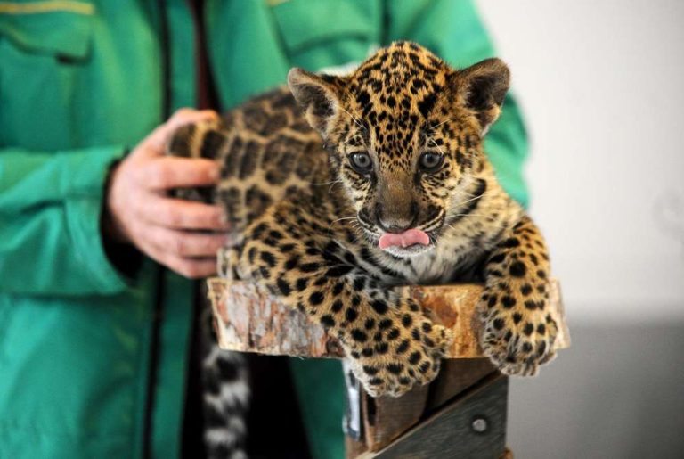 Un nou pui de jaguar la ZOO Sibiu