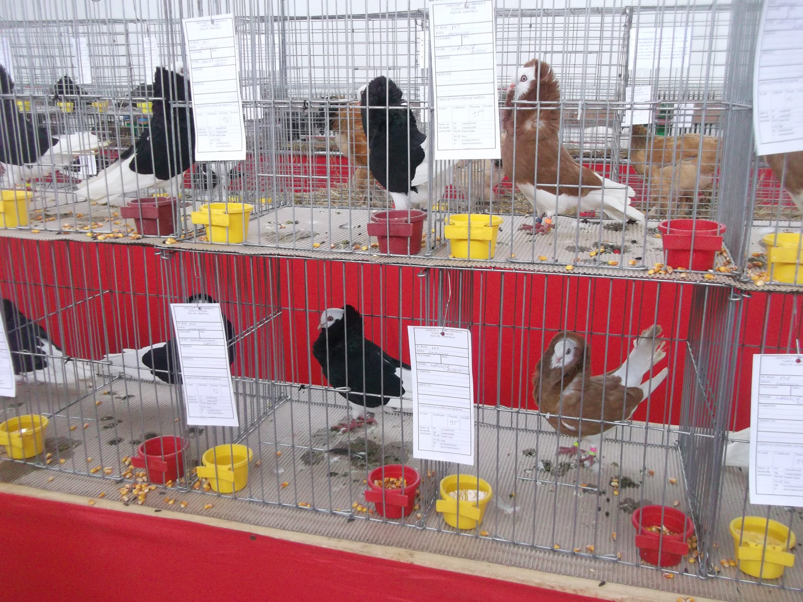 FOTO: 32 de rase de porumbei expuse în cadrul unei expoziții, la Mediaș