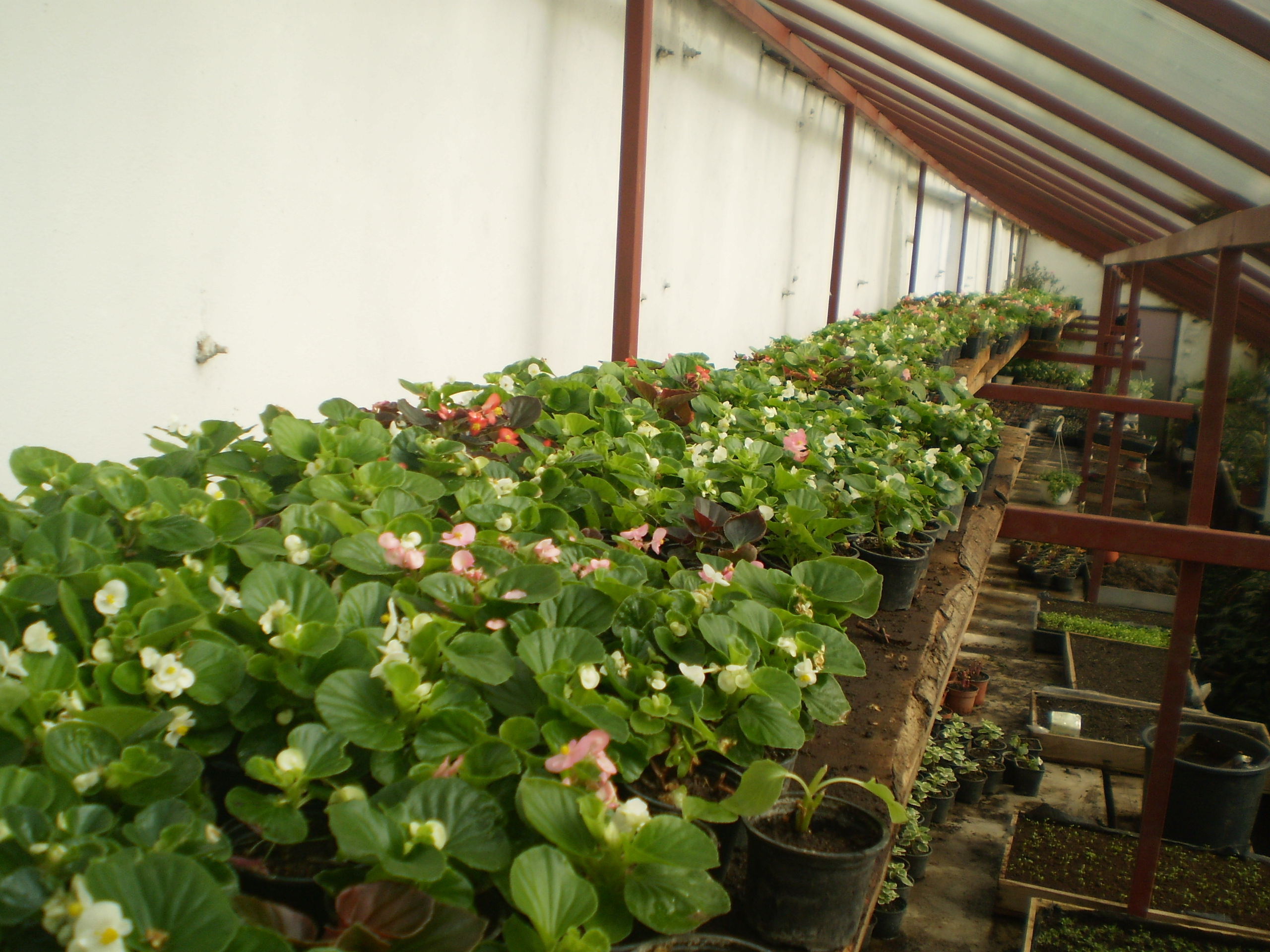 Zeci de mii de flori vor fi plantate și în acest an, la Mediaș