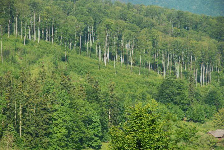 232 de hectare din județul Sibiu vor fi împădurite anul acesta