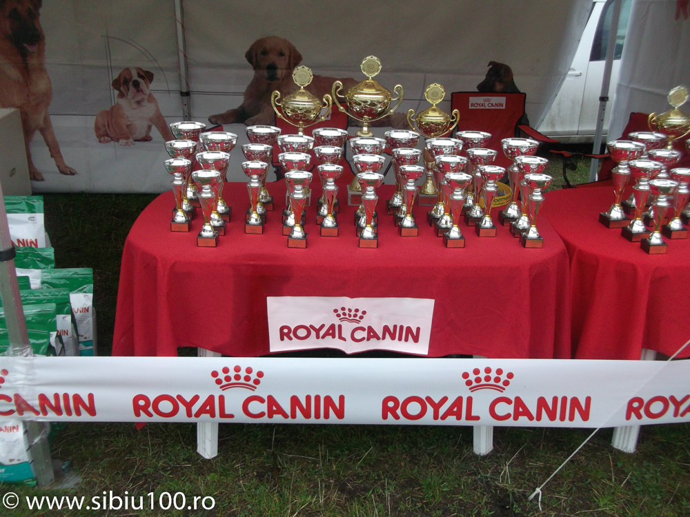 Expozitie canina Medias 2015 10