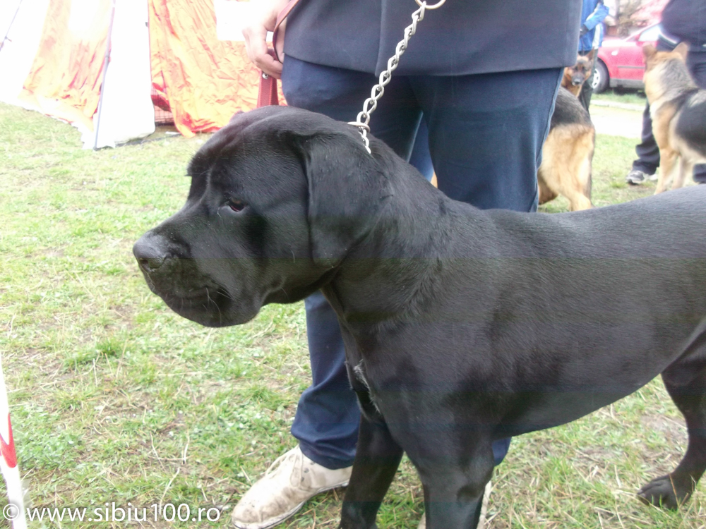 Expozitie canina Medias 2015 13