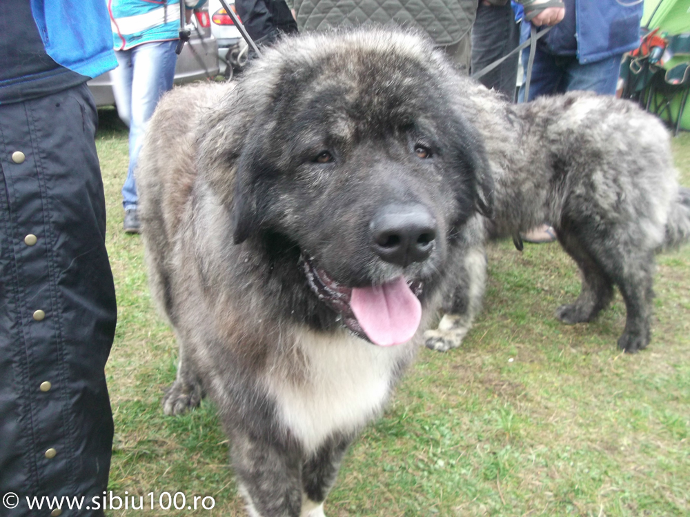 Expozitie canina Medias 2015 14