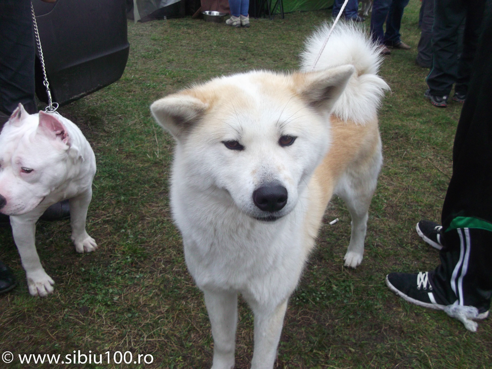 Expozitie canina Medias 2015 15