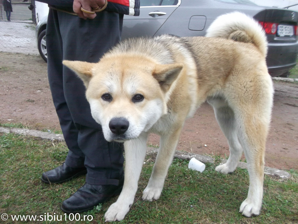 Expozitie canina Medias 2015 16