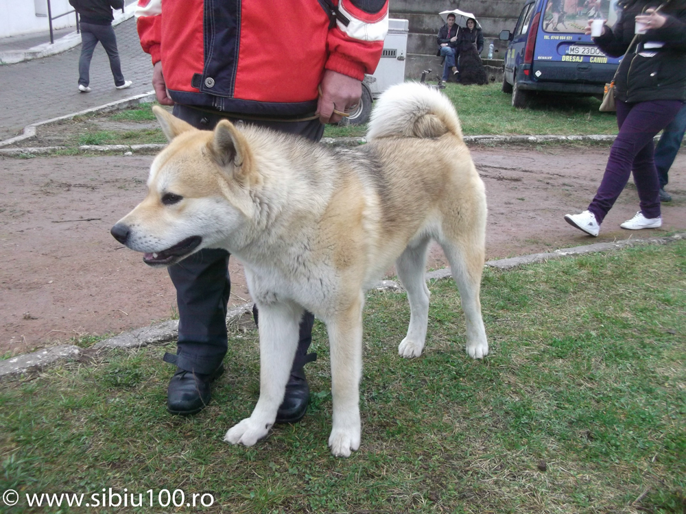 Expozitie canina Medias 2015 17