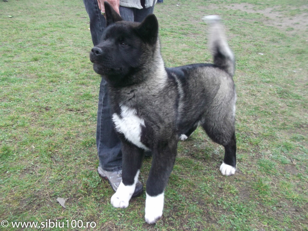 Expozitie canina Medias 2015 18