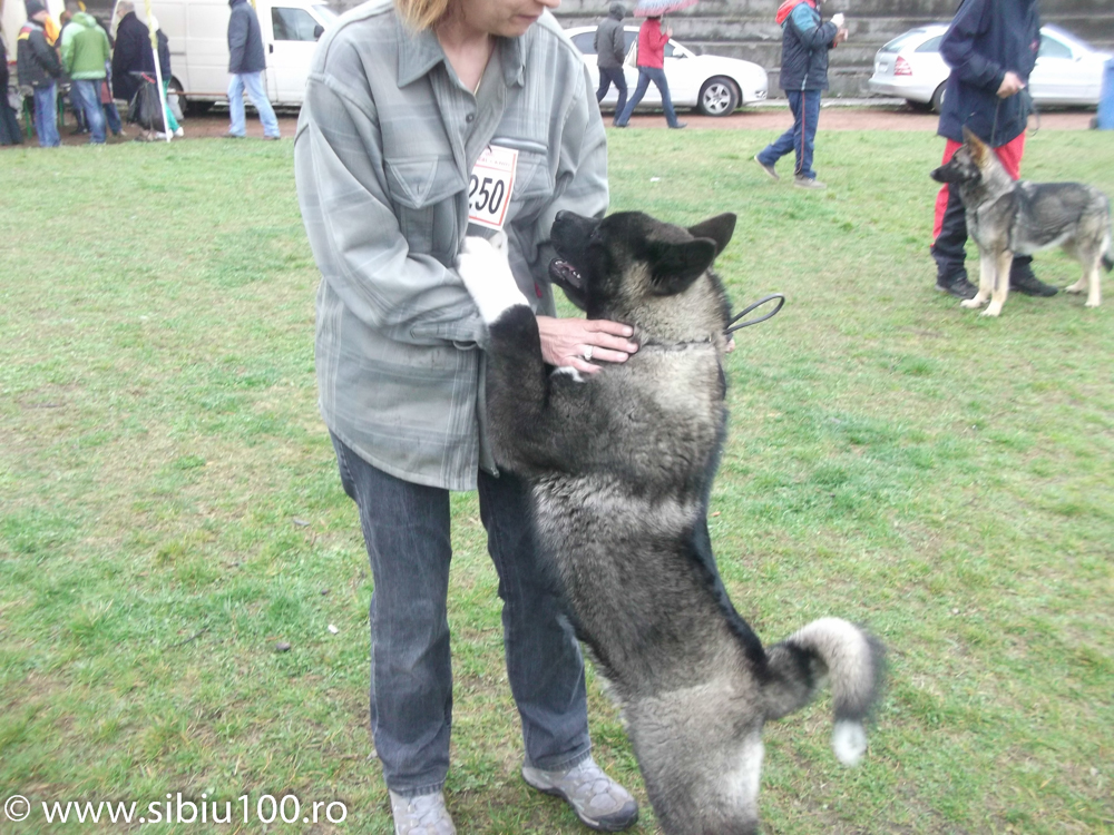 Expozitie canina Medias 2015 19